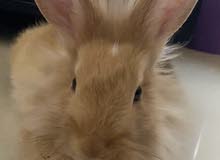bunny for adoption