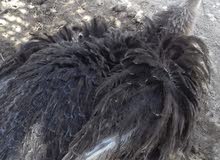 نعام للبيع نثيه وذكر حلوات وليفات نعام للبيع نثيه وذكر حلوات وليفات