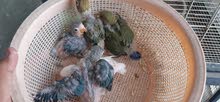 fisheries Chicks fisheries Chicks