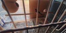 Finches Bird cage