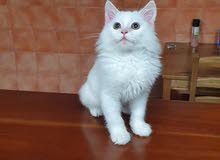 Pure White Persian Kitten Pure White Persian Kitten