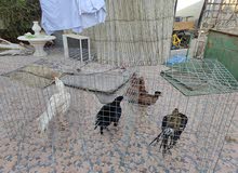 all birds parrot beak sale Total 6pcs all birds parrot beak sale Total 6pcs