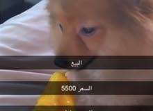 البيع كلب البيع كلب