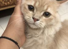 قط شيرازي قط شيرازي