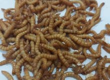 دود قبابي حي ، Live Mealworms