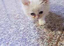قطه شيراز اورنج ابوها هيملايا قطه شيراز اورنج ابوها هيملايا