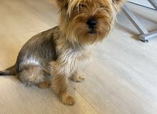 Female Yorkshire For Sale Female Yorkshire For Sale