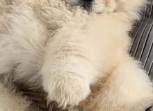 chow chow جاوجاو chow chow جاوجاو