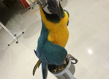 female blue and gold maccawo for sale female blue and gold maccawo for sale
