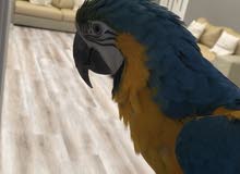 Macaw Male 3 years old