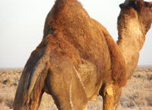 إبل للبيع إبل للبيع