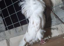 فحل فوطه جاكوبين فحل فوطه جاكوبين