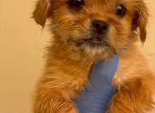 shipoo female age 4 month old mini size with pasport shipoo female age 4 month old mini size with pasport