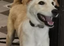 Golden Retriver + Saluki Golden Retriver + Saluki