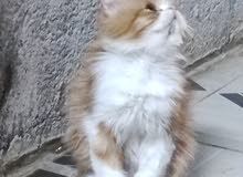قط عمر 5 أشهر للبيع قط عمر 5 أشهر للبيع
