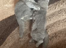5 kittens pure scottish for sale 5 kittens pure scottish for sale