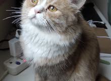 Persian cat Persian cat