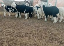 مرحبا لبیع ذبايع مرحبا لبیع ذبايع