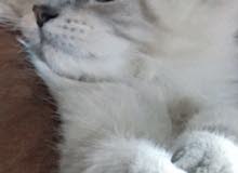 قطط لللبيع قطط لللبيع