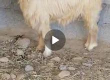 للبيع شاه جاموديه راهيه للبيع شاه جاموديه راهيه