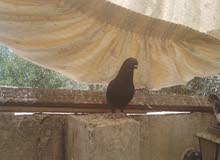 حمام جميل وصحه ممتازه