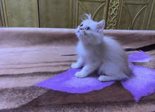 Fullfy beautiful playful creamy Persian male kitten Fullfy beautiful playful creamy Persian male kitten
