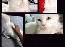 شيرازي شيرازي