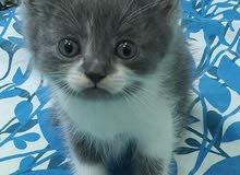 kitten for sale للبيع