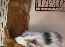 Rabbit pair for adoption Rabbit pair for adoption