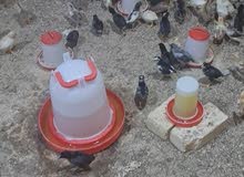 افراخ دجاج افراخ دجاج