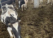 حليب بقر طازج بشكل يومي حليب بقر طازج بشكل يومي