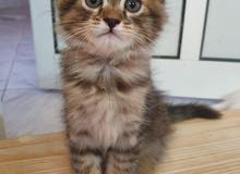 kittens baby kittens baby