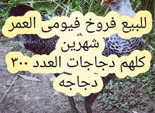 فروخ فيومى عمر شهرين فروخ فيومى عمر شهرين