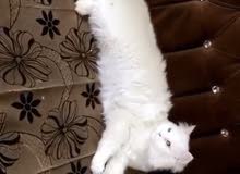 نثيه شيرازي نثيه شيرازي