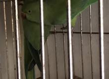Healthy and Very active Indian Ringneck Parrot Healthy and Very active Indian Ringneck Parrot