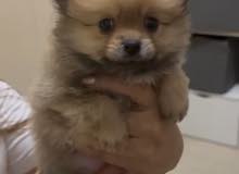 mix shitzu with pure mini Pomeranian