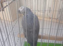 ببغاء زنجبار ى ببغاء زنجبار ى