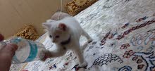 قطه شيرازيه نثية العمر شهرين قطه شيرازيه نثية العمر شهرين