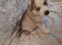 Chiots husky Chiots husky