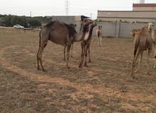 قعدان سودانيات العداد19 قعدان سودانيات العداد19