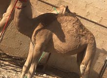 بكره للبيع او الصجب بكره للبيع او الصجب