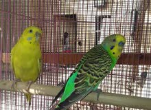 breeding pair of budgie breeding pair of budgie