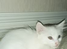 2 months kitten female persian white grey eyes play all times 2 months kitten female persian white grey eyes play all times