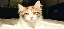 Kittens for sale - (تحديث) قطط للبيع اورانج ماين كون مكس Kittens for sale - (تحديث) قطط للبيع اورانج ماين كون مكس