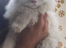 قطة شيرازية مون فيس عيون زرك كثافة شعر مو طبيعية مع دفتر لقاح