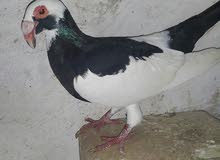 معاكيف معاكيف