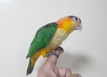 white bellied caique 5 months old