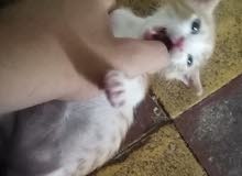 قطه انثئ للبيع للتواصل واتساب قطه انثئ للبيع للتواصل واتساب
