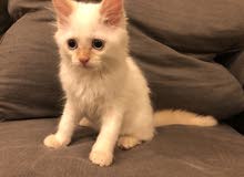 3 month old male flame point ragdoll kitten for sale 3 month old male flame point ragdoll kitten for sale