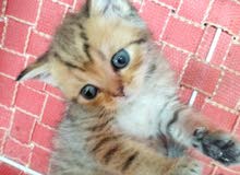 قطه سكوتش جولدن حجم صغير جدا